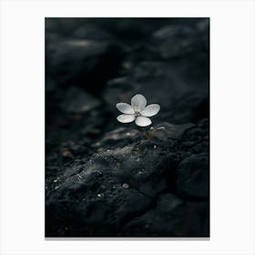 Flower In The Sand 4 Canvas Print