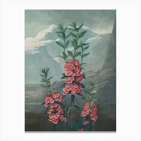 Lilacs Canvas Print