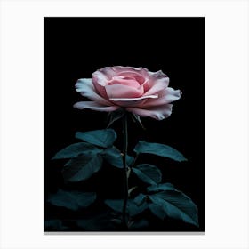 Pink Rose On Black Background 71 Canvas Print