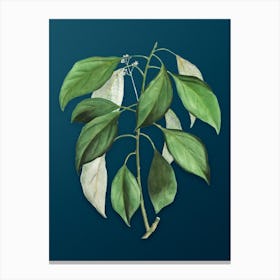 Vintage Camphor Tree Botanical Art on Teal Blue n.0902 Canvas Print