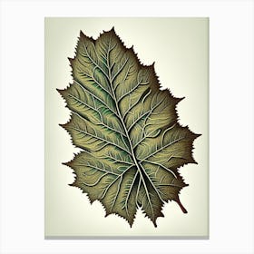 Elm Leaf Vintage Botanical 1 Canvas Print