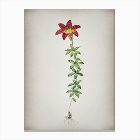 Vintage Wood Lily Botanical on Parchment n.0638 Canvas Print