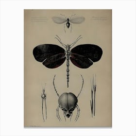 Dark Gothic Insects And Spiders Canvas Print