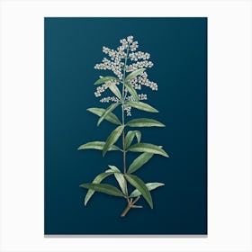 Vintage Lemon Verbena Branch Botanical Art on Teal Blue Canvas Print