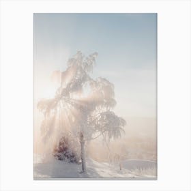 Soft Light Trough A Frozen Tree Canvas Print