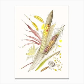 Corn Silk Spices And Herbs Pencil Illustration 3 Canvas Print