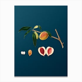 Vintage Peach Botanical Art on Teal Blue n.0344 Canvas Print