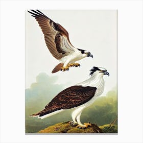 Osprey James Audubon Vintage Style Bird Canvas Print