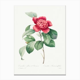 Red Anemone Camellia, Pierre Joseph Redouté Canvas Print