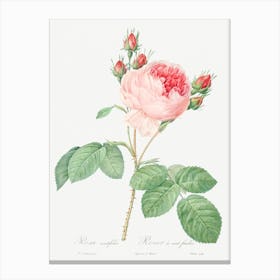 Cabbage Rose, Pierre Joseph Redoute Canvas Print