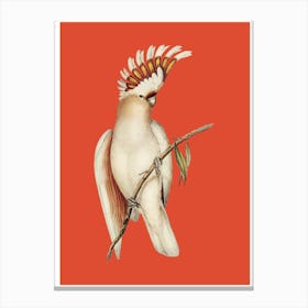 Cockatoo - Orange Canvas Print