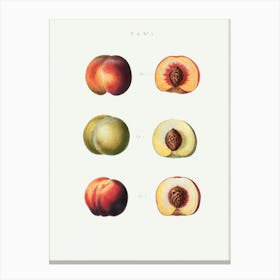 Peaches, Pierre Joseph Redoute (2) Canvas Print