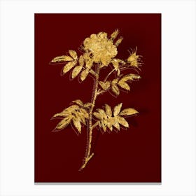 Vintage Rosa Redutea Glauca Botanical in Gold on Red n.0238 Canvas Print