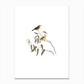 Vintage White Throated Gerygone Bird Illustration on Pure White n.0006 Canvas Print