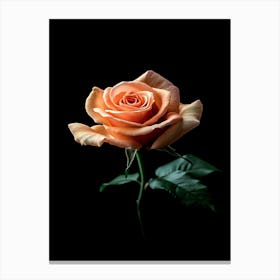 Peach Rose 19 Canvas Print