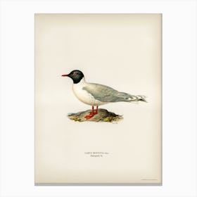 Little Gull (Larus Minutus), The Von Wright Brothers Canvas Print