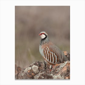 Bobwhite Quail Canvas Print