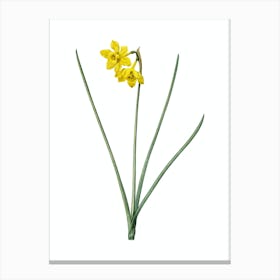 Vintage Narcissus Odorus Botanical Illustration on Pure White n.0379 Canvas Print