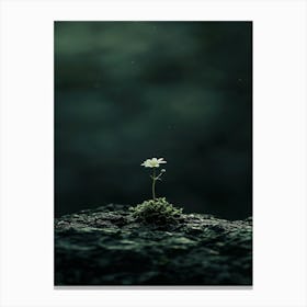 Flower On A Rock 1 Canvas Print