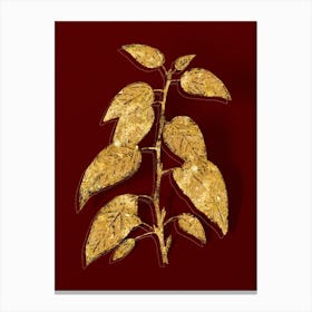 Vintage Balsam Poplar Leaves Botanical in Gold on Red n.0392 Canvas Print