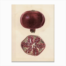 Pomegranate 11 Canvas Print