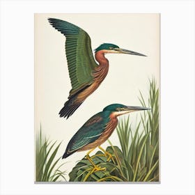 Green Heron James Audubon Vintage Style Bird Canvas Print
