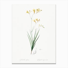 Freesia Illustration From Les Liliacées, Pierre Joseph Redouté Canvas Print