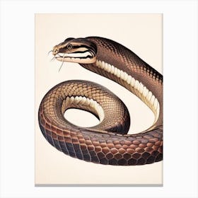 Philippine Cobra Vintage Canvas Print