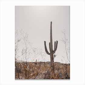 Saguaro Desert Canvas Print