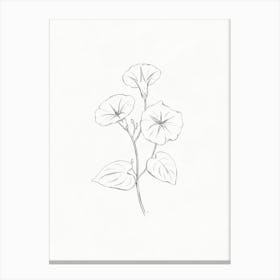 Morning Glory Sketch Canvas Print