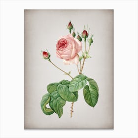 Vintage Cabbage Rose Botanical on Parchment n.0931 Canvas Print
