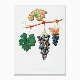 Summer Grape (Vites Vinifera Bicolor) From Pomona Italiana (1817 1839), Giorgio Gallesio Canvas Print