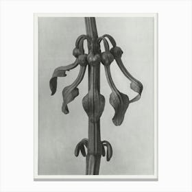 Upright Birth Wort, Karl Blossfeldt Canvas Print