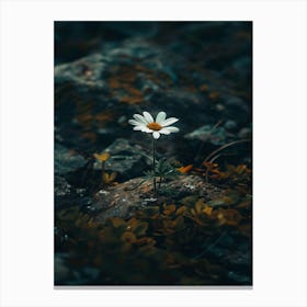 Daisy 23 Canvas Print