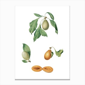 Vintage Prune Botanical Illustration on Pure White n.0501 Canvas Print