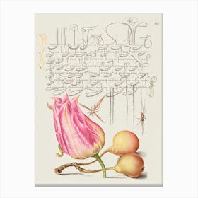 Imaginary Insect, Tulip, Spider, And Common Pear From Mira Calligraphiae Monumenta, Joris Hoefnagel Canvas Print