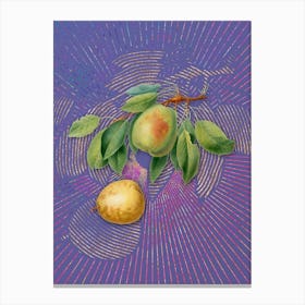 Vintage Pear Botanical Illustration on Veri Peri n.0631 Canvas Print
