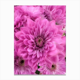 Pink Dahlia Canvas Print