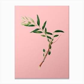 Vintage Jujube Botanical on Soft Pink n.0067 Canvas Print