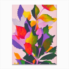 Grape Ivy Colourful Illustration Plant Canvas Print