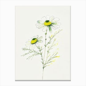 Feverfew Herb Minimalist Watercolour 1 Canvas Print