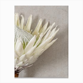 Protea Flower Canvas Print