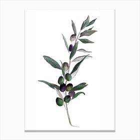 Botanical Illustration   Olea Europaea Canvas Print