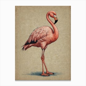 Flamingo 38 Canvas Print