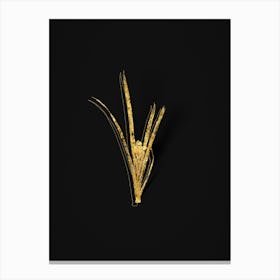 Vintage Yellow Iris Botanical in Gold on Black n.0406 Canvas Print