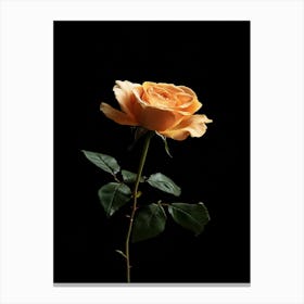 Single Rose On Black Background 35 Canvas Print