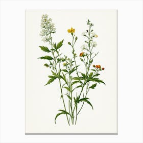 Vintage Botanical Galleria Style Wildflower Painting 32 Canvas Print