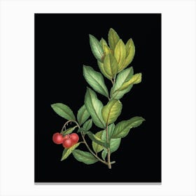 Vintage Strawberry Tree Branch Botanical Illustration on Solid Black n.0346 Canvas Print