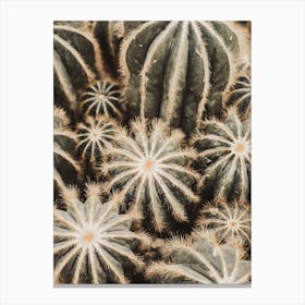 Hairy Cactus Canvas Print