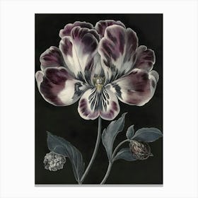 Pansy Canvas Print